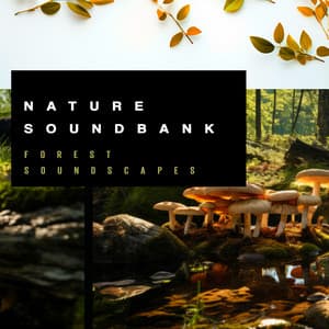Nature Soundbank - Forest Soundscapes