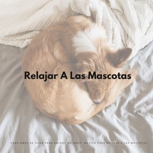 Canciones De Cuna Para Amigos Peludos: Música Para Relajar A Las Mascotas - Estado de distracción