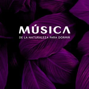 Música de la Naturaleza para Dormir: Sonidos Tranquilos New Age para un Sueño Profundo y Curativo - Dormir Maestro