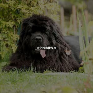 犬との怠惰な夜 - Modern Jazz Fusion