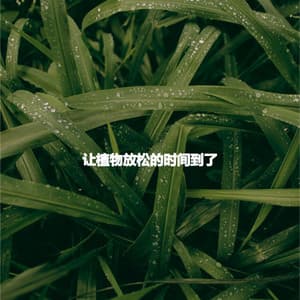 让植物放松的时间到了 - Essential Dinner Party Background Music