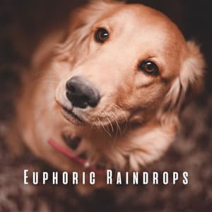Euphoric Raindrops: Calming Rainfall and Chill Music for Dogs - Rain Man Sounds