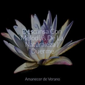 Descansa Con Melodías De La Naturaleza | Duerme - Saludo al Sol Sonido Relajante