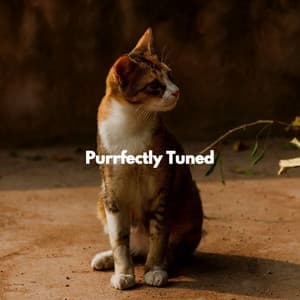 Purrfectly Tuned - Cat Music