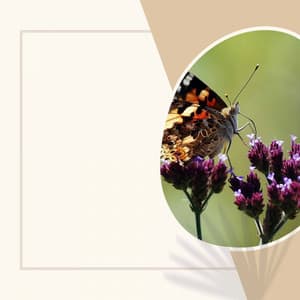 Music for Staying Fresh - Acoustic Coffee Shop Music