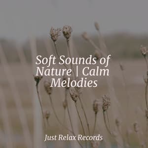 Soft Sounds of Nature | Calm Melodies - Meditación