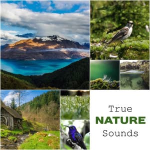 True Nature Sounds: Calm & Relaxing Music, Songs for Stress Relief, Healing Therapy, Soothing Ambient - Nature Collection