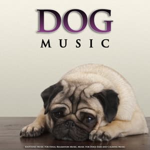 Dog Music: Soothing Music For Dogs, Relaxation Music, Music For Dogs Ears and Calming Music - Dog Music