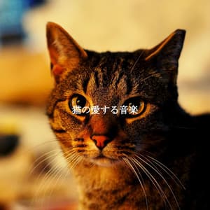 猫の愛する音楽 - Chill Lounge
