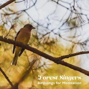 Forest Singers: Birdsongs for Meditation - Birds Singing Academy