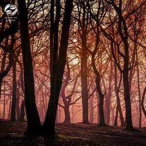 Mystical Meditation In The Night Forest - Mystic Nature