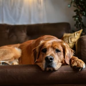 Music For Dogs And The Joy Of Gentle Days - Blissful Dog Time