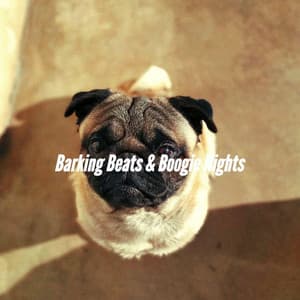 Barking Beats & Boogie Nights - Calm Dog Music