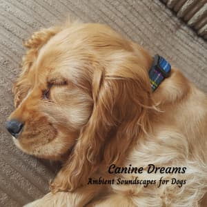 Canine Dreams: Ambient Soundscapes for Dogs - Relaxing Sounds ASMR