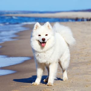 Serene Ocean Bonding: Binaural Soundscapes for Blissful Dog Time - Ocean Currents