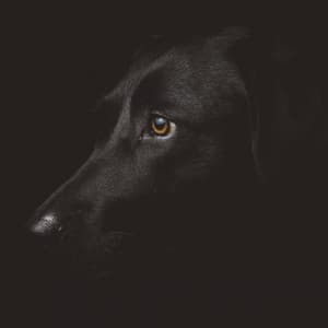 Music for Dogs: Serenades for Canine Companions - Relaxing Music for Dogs
