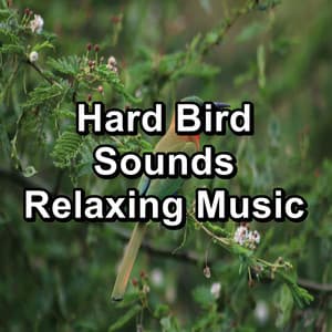 Hard Bird Sounds Relaxing Music - Bird Sounds