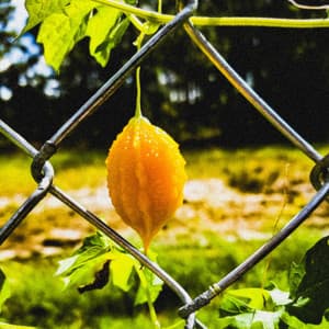 Balsam Pear - Byelti