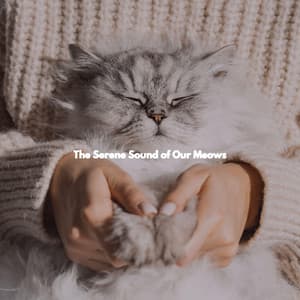 The Serene Sound of Our Meows - Lavoro da Casa Musica Di Sottofondo