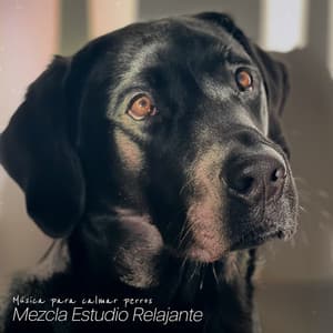 Mezcla Estudio Relajante - Música para calmar perros