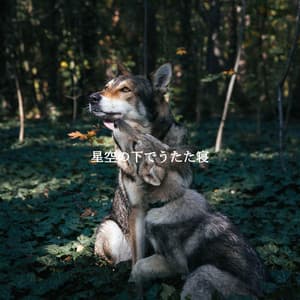 星空の下でうたた寝 - Thiago Sanchez Jazz Quartet