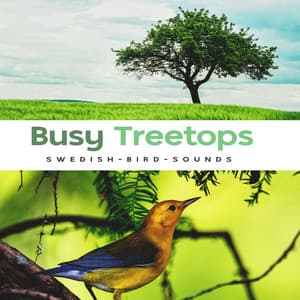 Busy Treetops - Swedish-Bird-Sounds