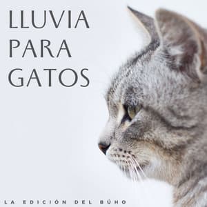 Lluvia Para Gatos: La Edición Del Búho - Sonido de lluvia