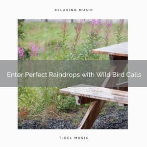 ! Enter Perfect Raindrops with Wild Bird Calls - Rain Recorders