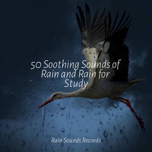 50 Soothing Sounds of Rain and Rain for Study - Calm Music for Studying