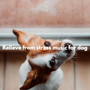 Relieve from stress music for dog - Jazz Rilassante Classici