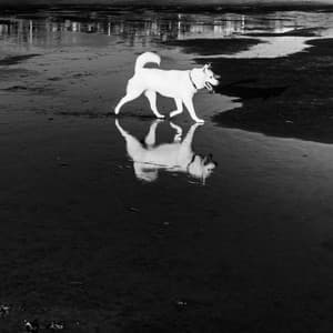 High Class Background Music for Inspired Doggy - Relaxing Pet Music