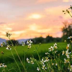 Tranquil Echoes: A Symphony of Nature's Secrets - Hawaiian Explosion
