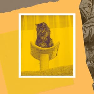 Echoes of Relaxed and Lounging Cats - Relaxing Music for Cats