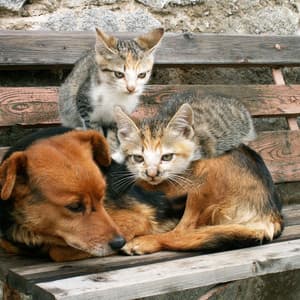 Gentle Ambient Waters for Pet Comfort - In The River (Sound FX)