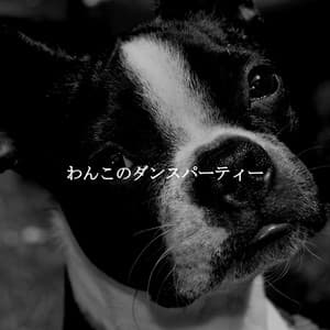 わんこのダンスパーティー - Thiago Sanchez Jazz Quartet