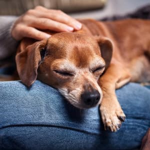 Coros Caninos: Música Para El Ocio De Los Perros - Ruido Radio 1