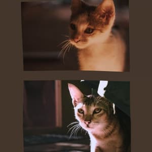 Peaceful Ambiance for My Quiet Cats - Calm Music for Cats