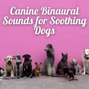 Canine Binaural Sounds for Soothing Dogs - Binaural Beats System