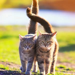 Soft Feline Tunes: Music for Cat Relaxation - Musicality