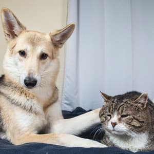 Binaural Paw Retreat: Relaxing Theta Frequencies for Pet Harmony - Deltachromatique