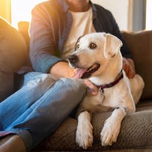 Paz Lofi Para Mascotas: Música Suave Para La Relajación - Instrumental puro