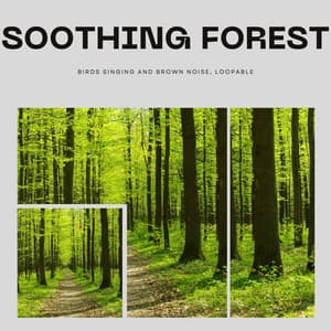 Soothing Forest Birds Singing and Brown Noise, Loopable - Echoes Of Nature