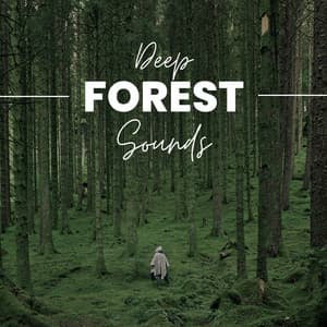 Deep Forest Sounds - Natural Sounds