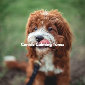Canine Calming Tunes - French Cafe Jazz Vibes