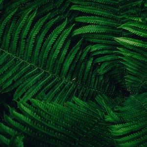 Caring Nature Infused Melodies | Mindful Living Sounds - The Sleep Specialist