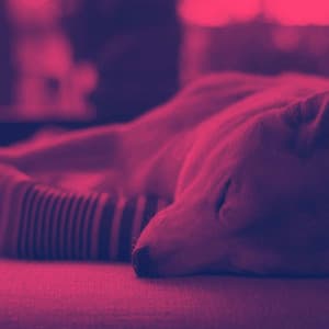 Vintage Music for Doggy Day - Jazz Quintet - Relaxing Dog Music Classics