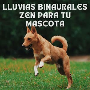 lluvias binaurales zen para tu mascota - Laboratorio de Sonidos de Lluvia
