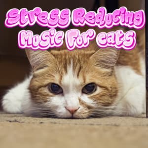 Calm Chill Background Music To Reduce Stress & Anxiety In Cats & Kittens - Calming Music For Cats With Anxiety