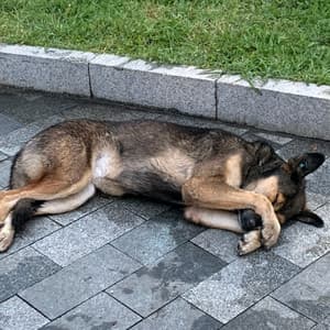 Rainy Pawsome Serenade: Dog Sleeping Soundscape Chill Music - Golden Drops