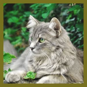 Acoustic Smooth Jazz Guitar - Ambiance for A Quiet Cat - Cat Sleeping Music Project